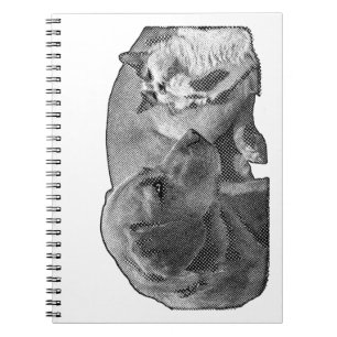 Minutes of the Peace Corner Notebook