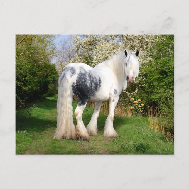 "Mirabeau" Postcard (Front)