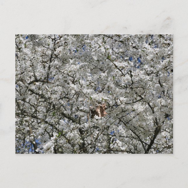 Mirabelle Blossom Postcard (Front)