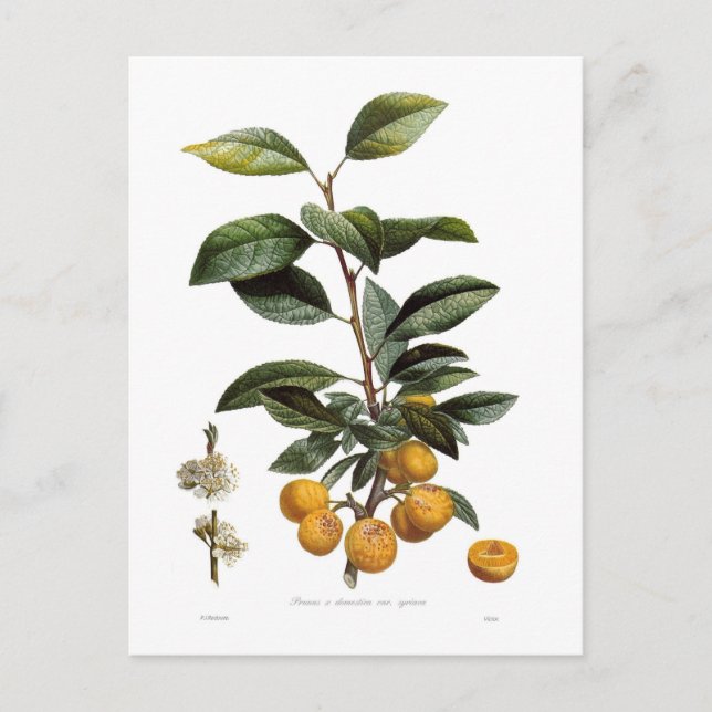 Mirabelle plum postcard (Front)