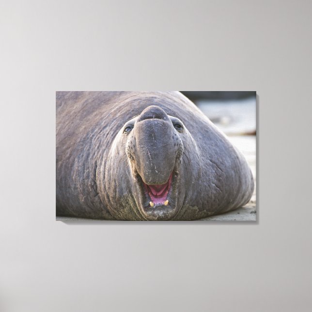 Mirorounga_angustirostris Canvas Print (Front)