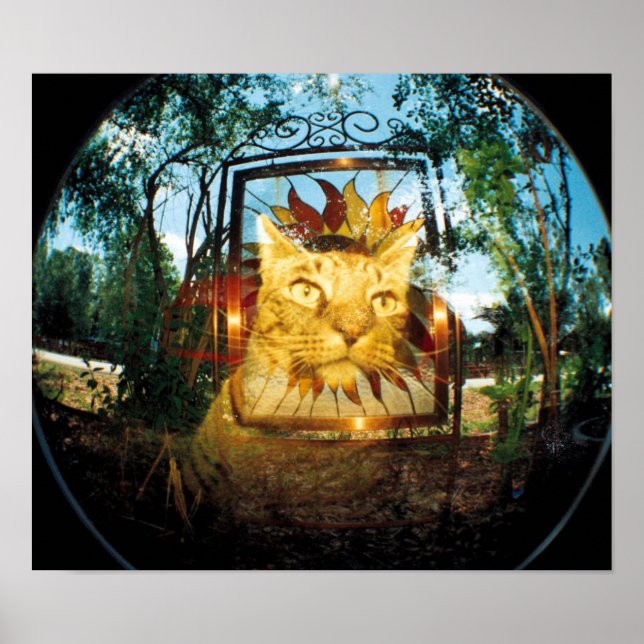 Mirror Cat Poster (Front)