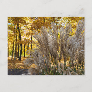 Miscanthus Maiden Grass Silver Plumes in Fall  Postcard