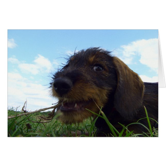Mischievous Dachshund Puppy (Front Horizontal)