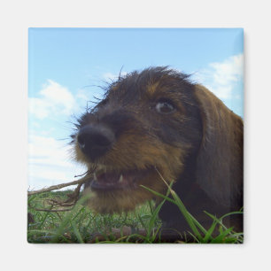 Mischievous Dachshund Puppy Magnet