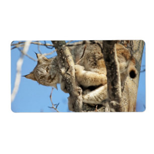 Mischievous Lynx