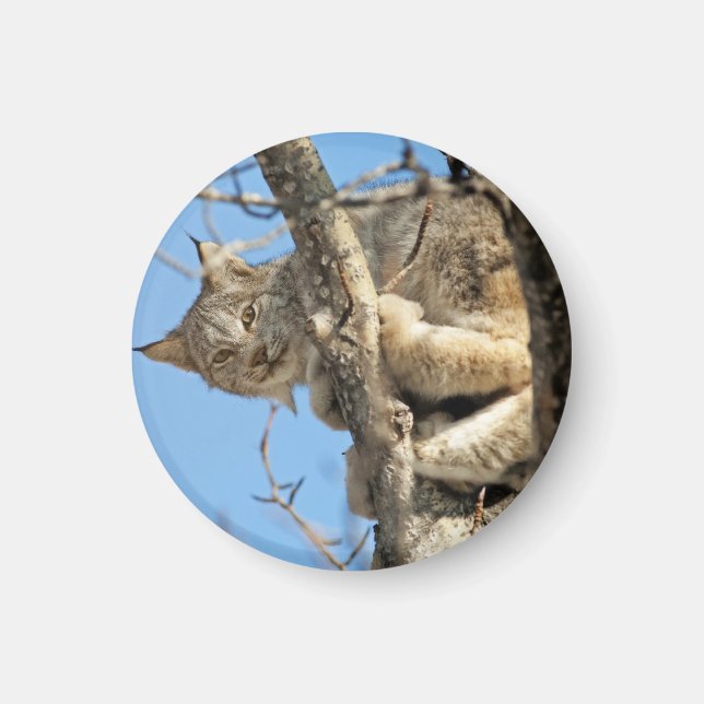Mischievous Lynx Magnet (Front)