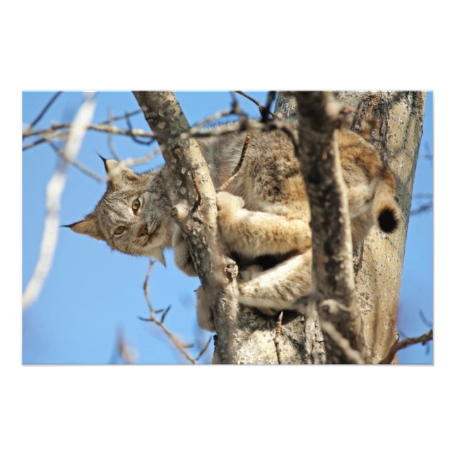 Mischievous Lynx Photo Print (Front)