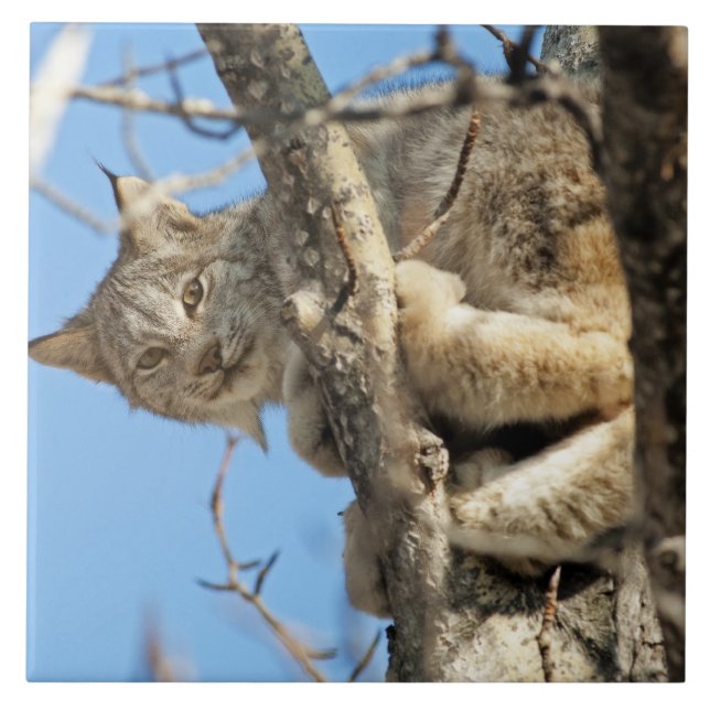 Mischievous Lynx Tile (Front)