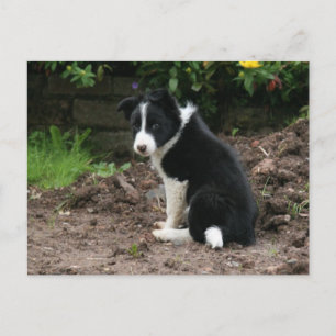 Mischievous Pup Postcard