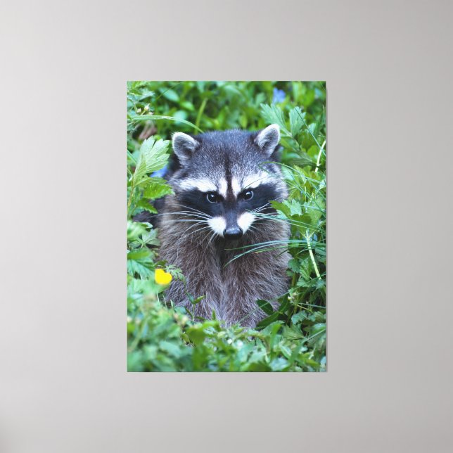 Mischievous Racoon Canvas Print (Front)
