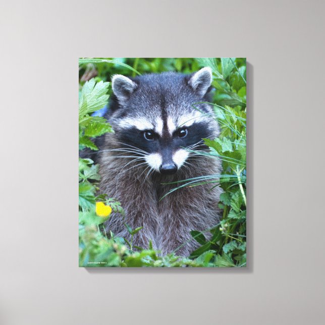 Mischievous Racoon Canvas Print (Front)