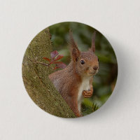 Mischievous Red Squirrel