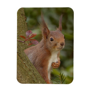 Mischievous Red Squirrel Magnet