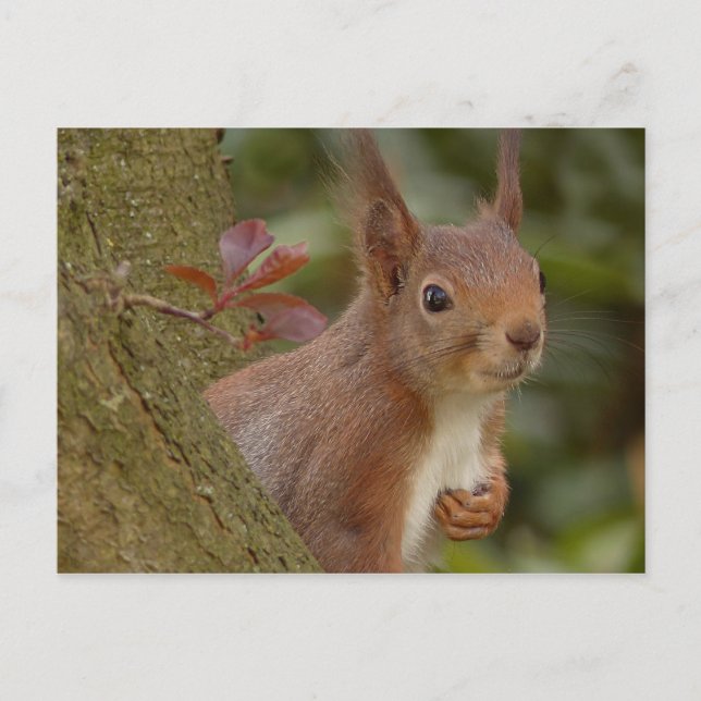 Mischievous Red Squirrel Postcard (Front)