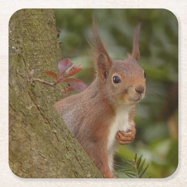 Mischievous Red Squirrel Square Paper Coaster (Front)