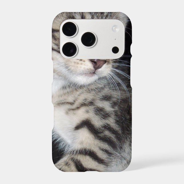 Mischievous Tabby Kitten,  (Back)