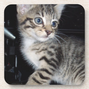 Mischievous Tabby Kitten,  Coaster