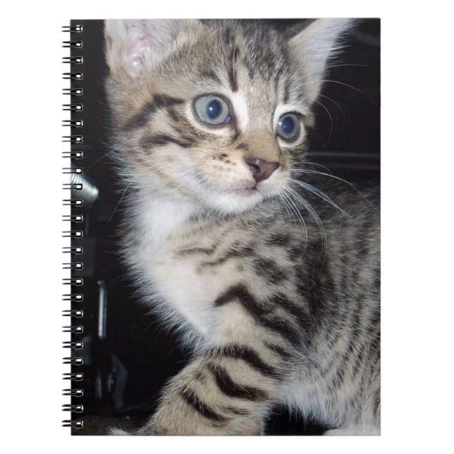 Mischievous Tabby Kitten,  Notebook (Front)