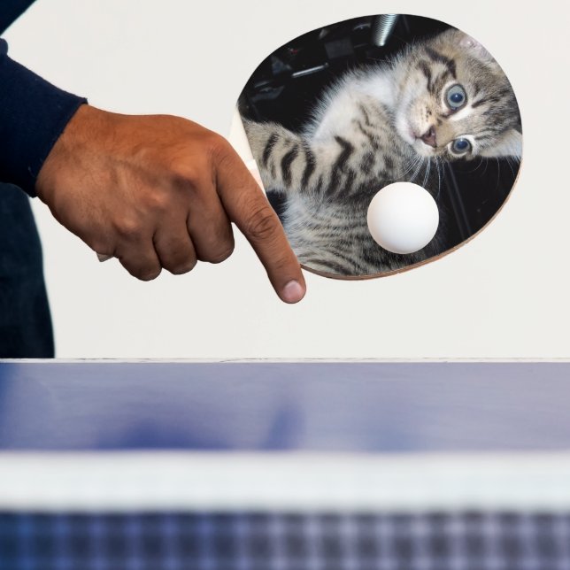 Mischievous Tabby Kitten,  Ping Pong Paddle (Insitu)