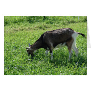 Misha the Goat