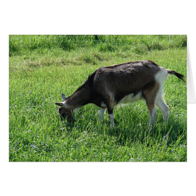Misha the Goat (Front Horizontal)
