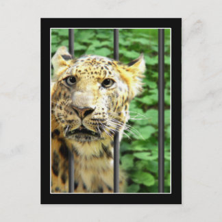 Mishap at the Zoo Postcard