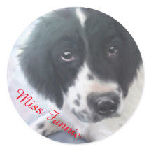 Miss Fannie - English Springer Spaniel Sticker