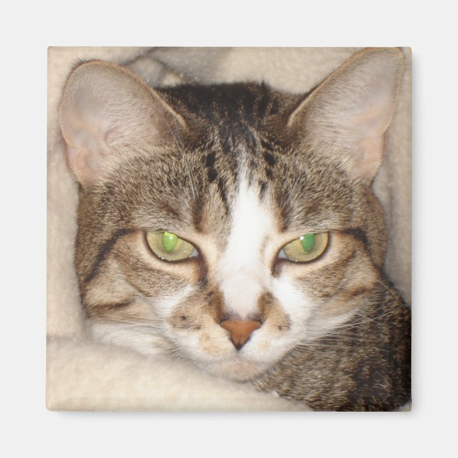 Miss.Kitty.2010 Magnet (Front)