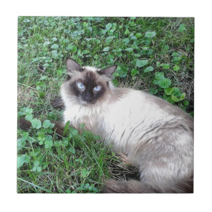 Miss Kitty takes a break from the garden Tile