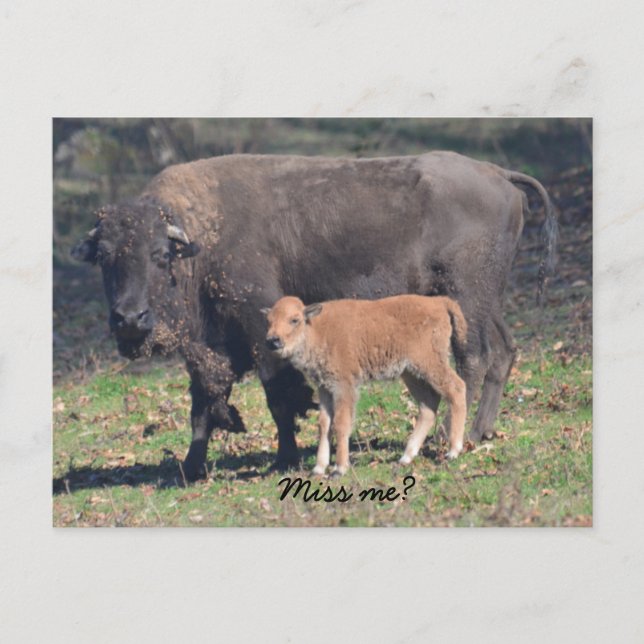 Miss me postcard (Front)