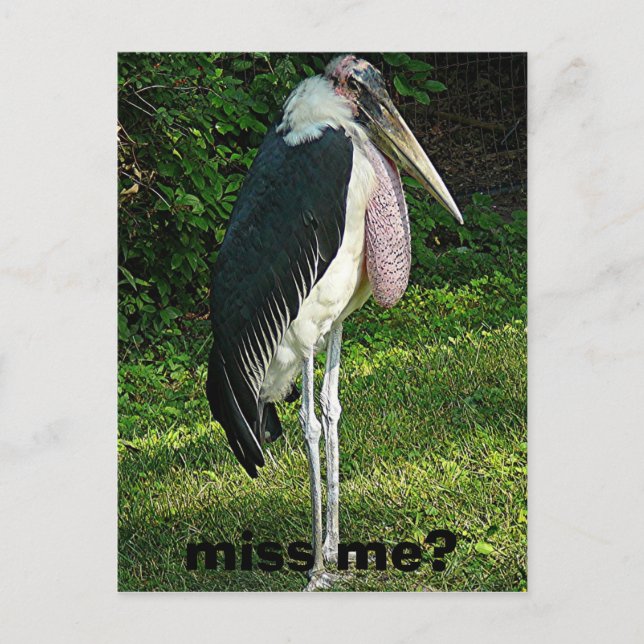 miss me? postcard (Front)