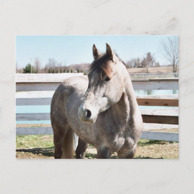 Miss Peppy Shu Postcard (Front)