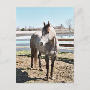 Miss Peppy Shu Postcard
