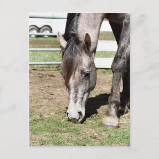 Miss Peppy Shu Postcard