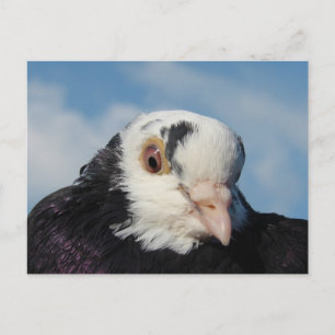 Miss Pigeon Postcard