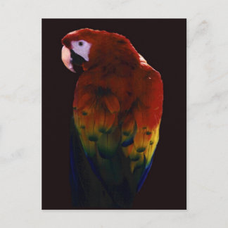 Miss Scarlett Postcard