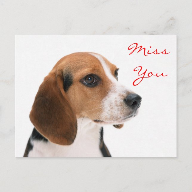 Miss You Beagle Puppy Dog Greeting Postcard (Front)