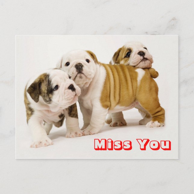 Miss You Bulldog Puppy Dog Greeting Postcard (Front)