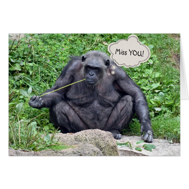 Miss You Chimpanzee (Front Horizontal)