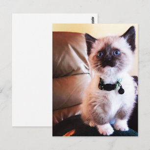 Miss You Fuzzy Adorable Siamese Kitty Photo Postcard