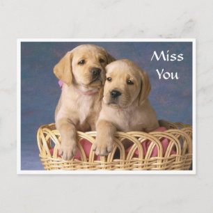 Miss  You Labrador Retriever Puppy  Post Card