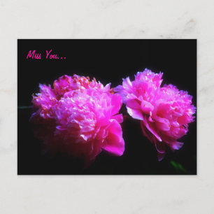 Miss you peony Postcard