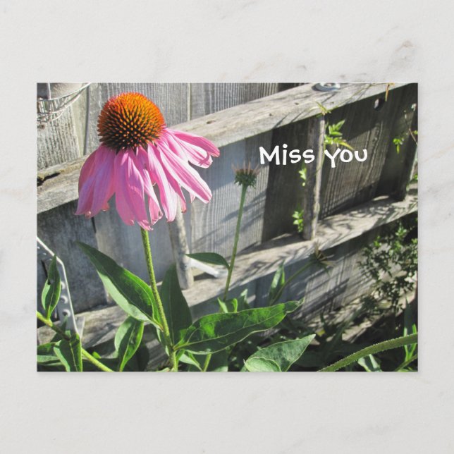Miss you pink Daisy Postcard (Front)