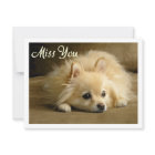 Miss You Pomeranian Puppy Dog Greeting Postcard