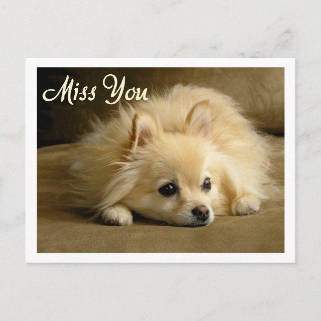 Miss You Pomeranian Puppy Dog Greeting Postcard (Front)