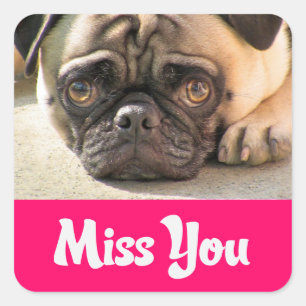 Miss You Pug Puppy Dog Greeting Stickers