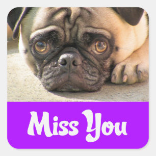 Miss You Pug Puppy Dog Greeting Stickers
