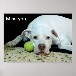 Miss you sad puppy with toy ball - cute dog poster