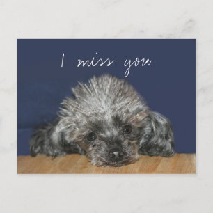 Miss you silver poodle postcard